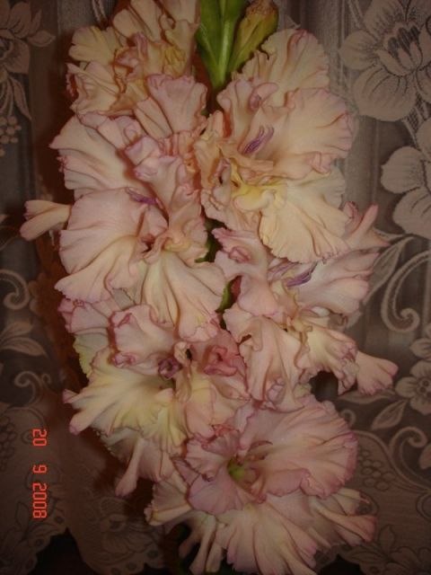 ����� ���� sato2005