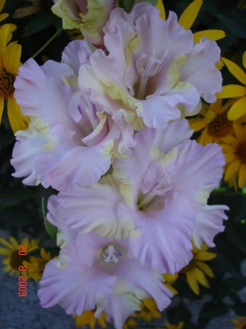 ����� ���� sato2005