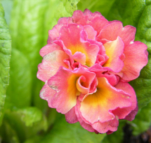 ����� ���� Xenia
