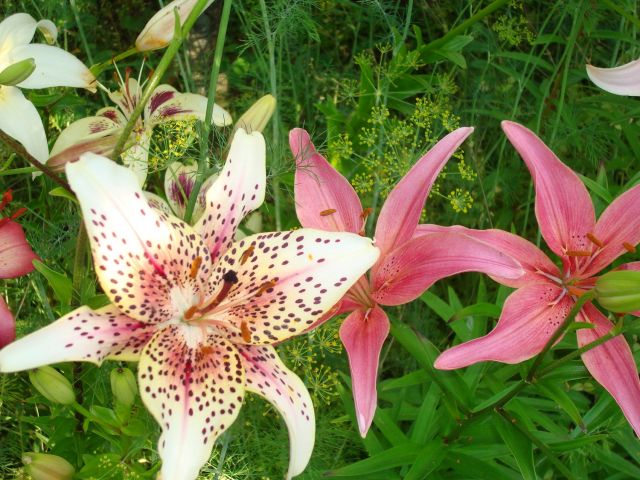 ����� ���� Pirina