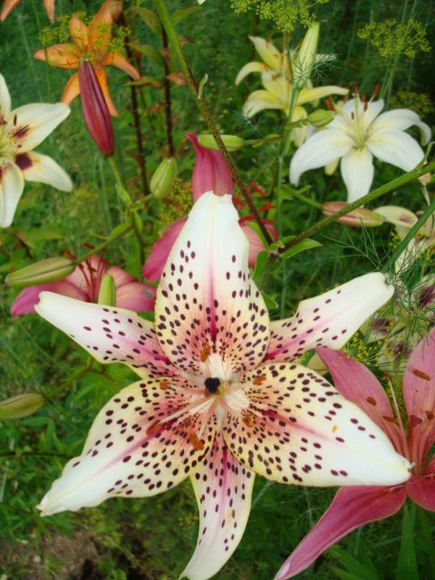 ����� ���� Pirina