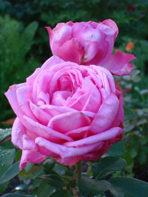����� ���� Pirina