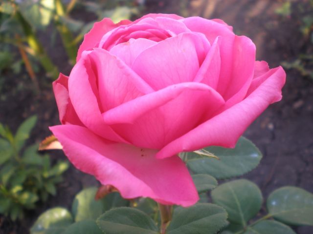 ����� ���� zuza