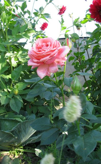 ����� ���� Yalena