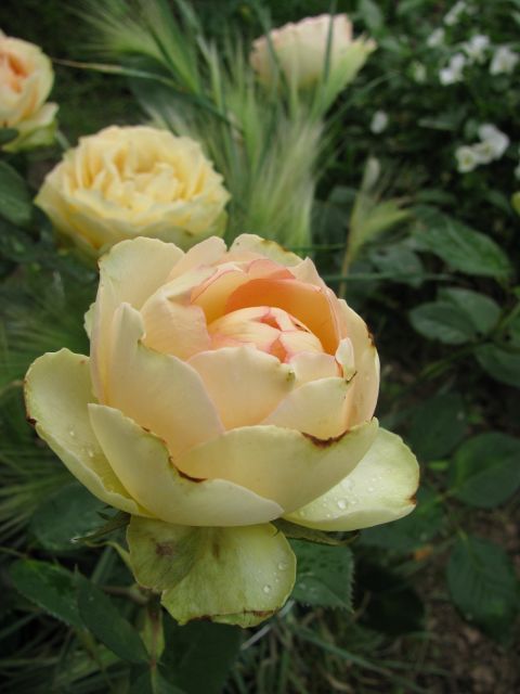����� ���� Yalena