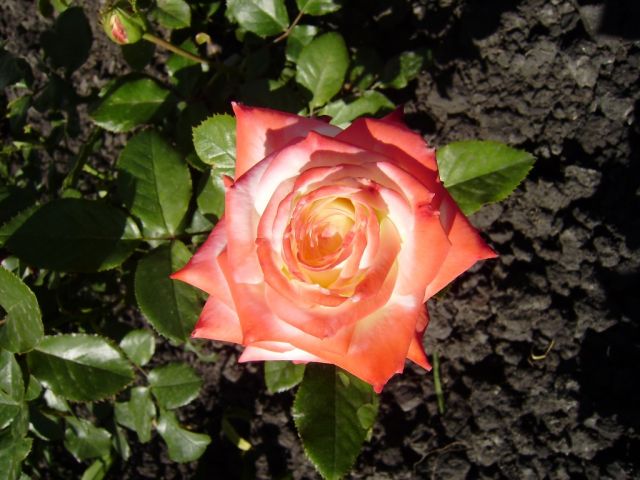 ����� ���� Duchesnea