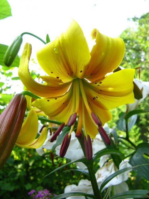 ����� ���� juliam