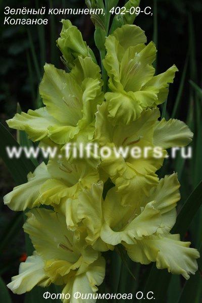 ����� ���� sylver