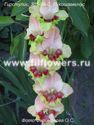 ����� ���� sylver