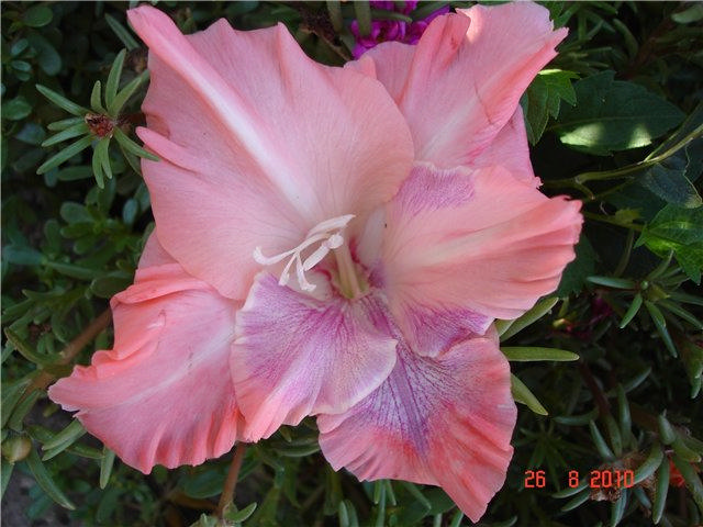 ����� ���� sato2005