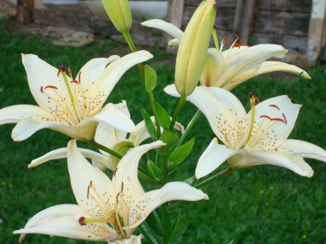 ����� ���� Pirina