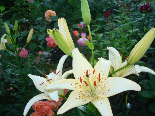 ����� ���� Pirina