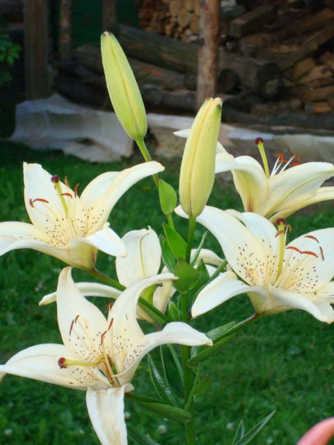 ����� ���� Pirina