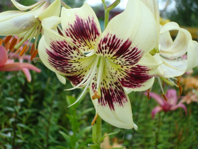 ����� ���� Pirina