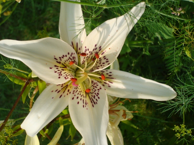 ����� ���� Pirina