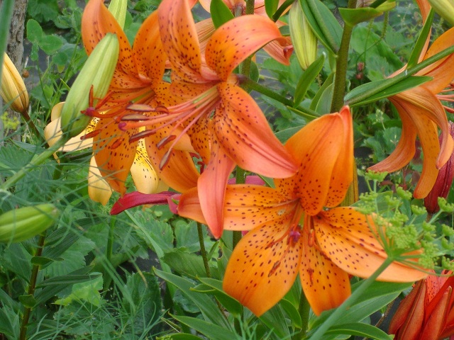 ����� ����   Pirina