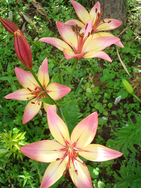 ����� ����  Pirina