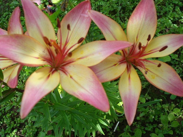 ����� ����  Pirina