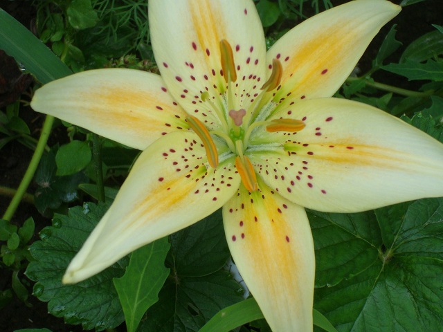 ����� ����  Pirina