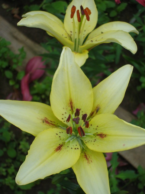 ����� ���� Pirina