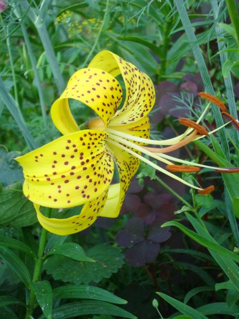 ����� ���� Pirina