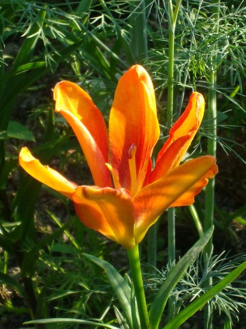 ����� ���� Pirina
