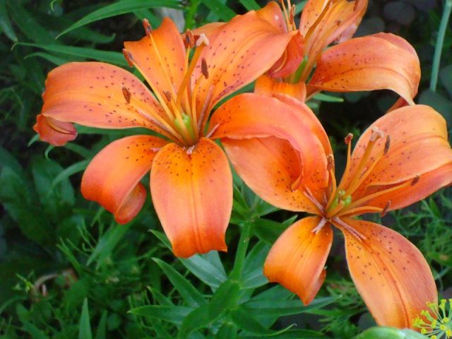 ����� ���� Pirina