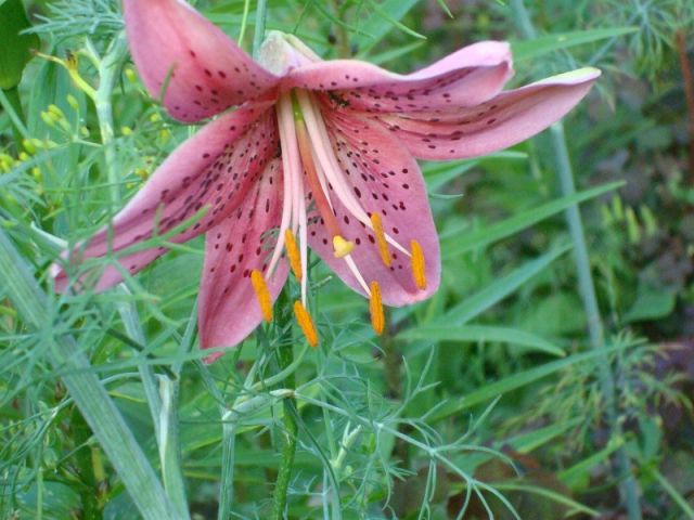 ����� ���� Pirina