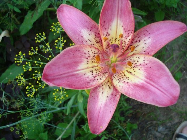 ����� ���� Pirina