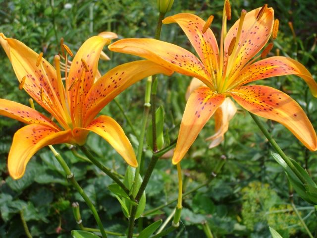 ����� ���� Pirina