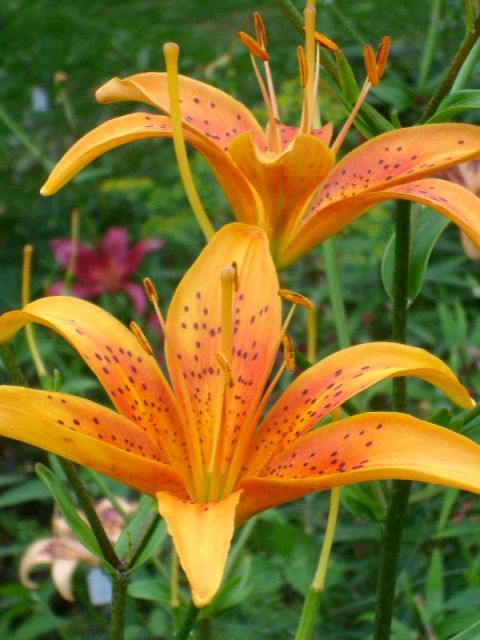 ����� ���� Pirina