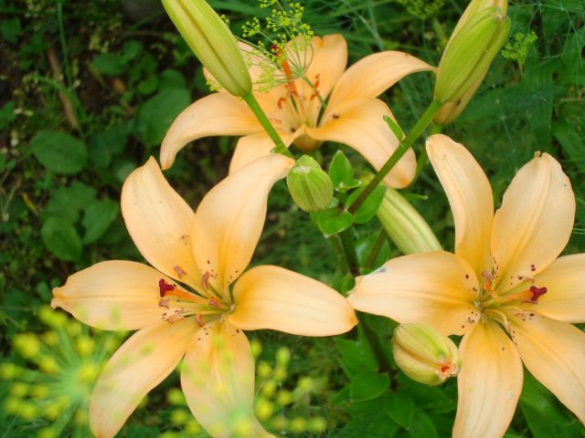 ����� ���� Pirina