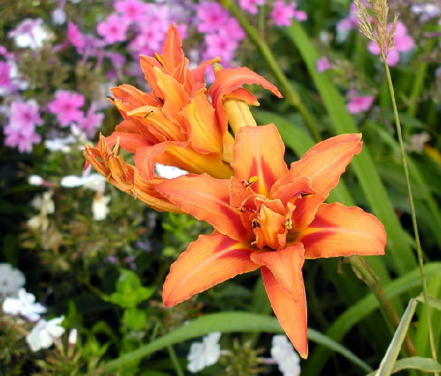 ����� ���� Melissa officinalis