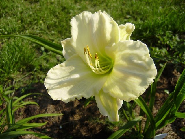 ����� ���� Duchesnea