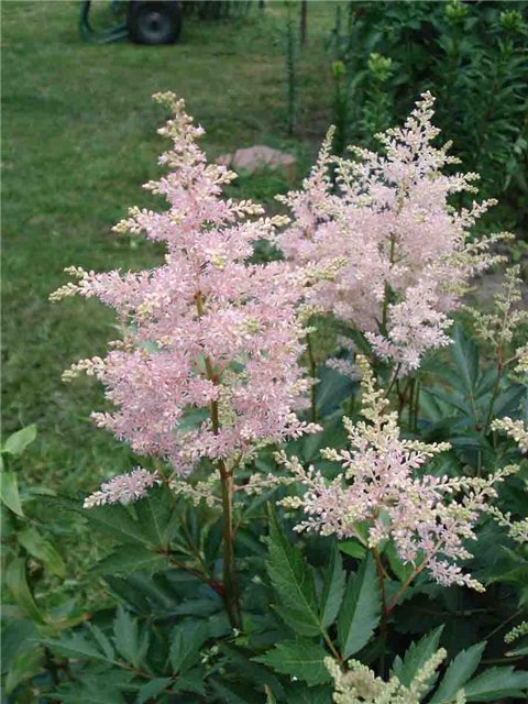 ����� ���� Nata N.