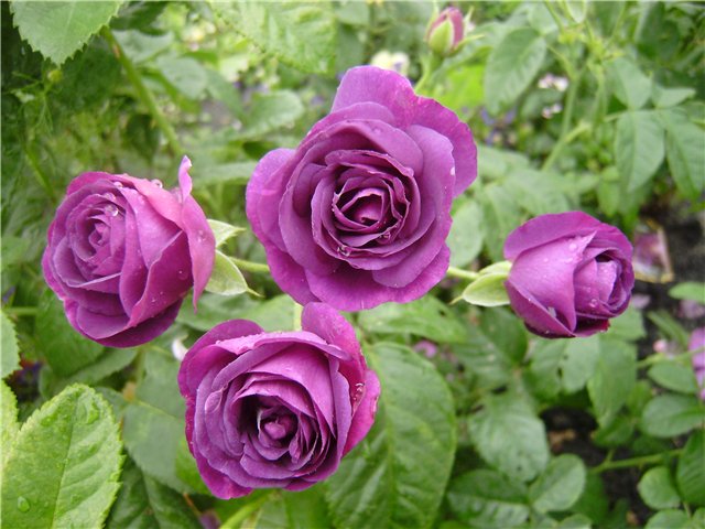 ����� ���� Duchesnea