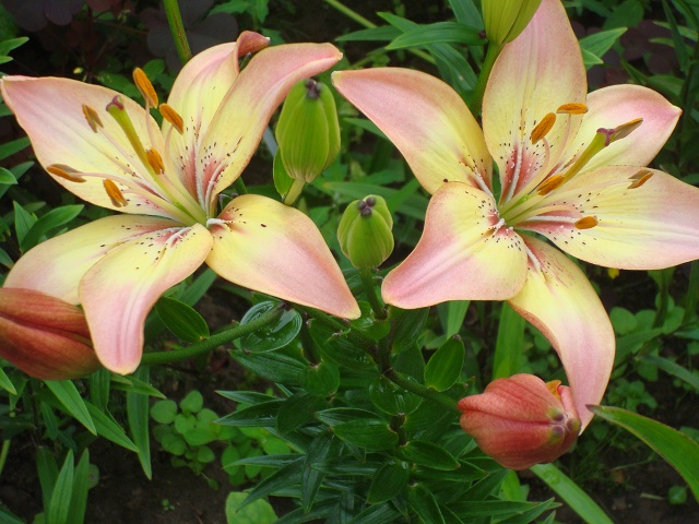 ����� ����  Pirina