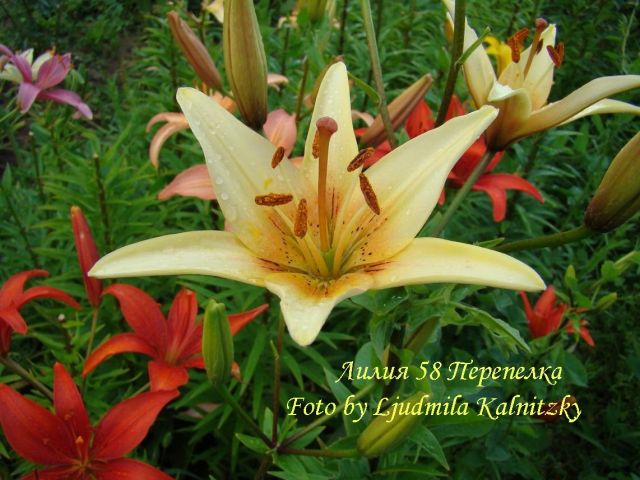 ����� ���� Mila_K