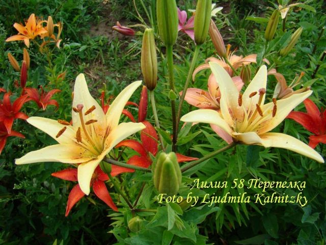 ����� ���� Mila_K
