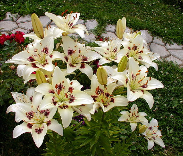 ����� ���� Melissa officinalis