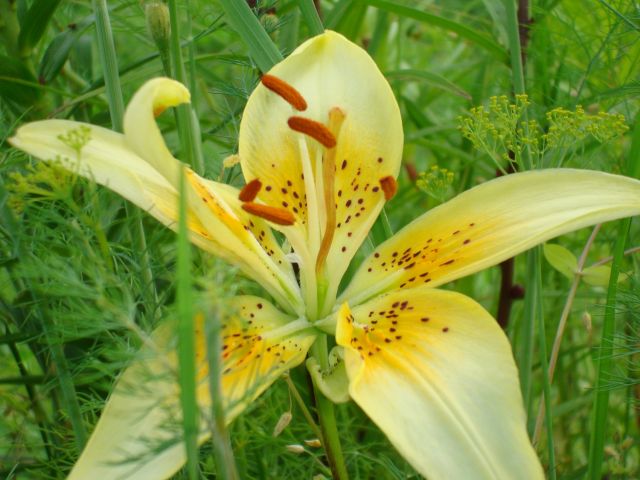 ����� ���� Pirina