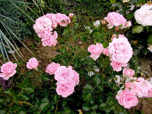 ����� ���� Melissa officinalis