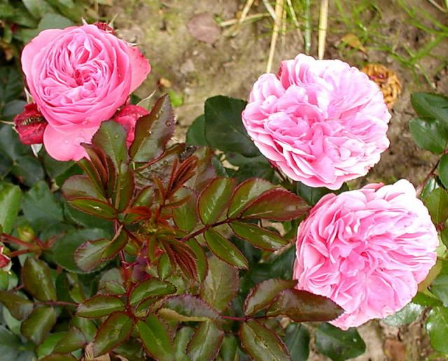����� ���� Melissa officinalis