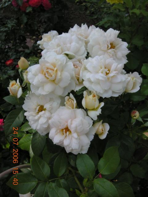 ����� ���� Melissa officinalis