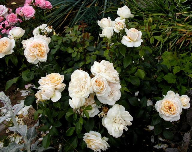 ����� ���� Melissa officinalis