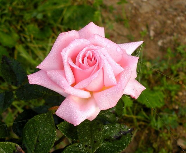 ����� ���� Melissa officinalis
