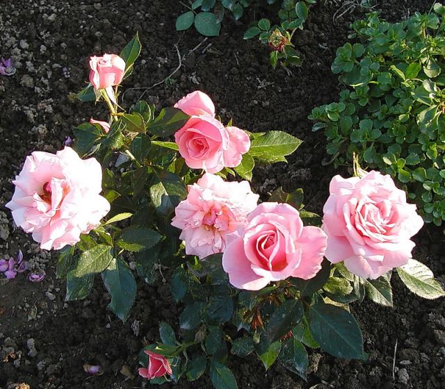 ����� ���� Melissa officinalis