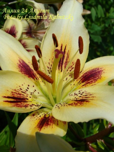 ����� ����  Mila_K