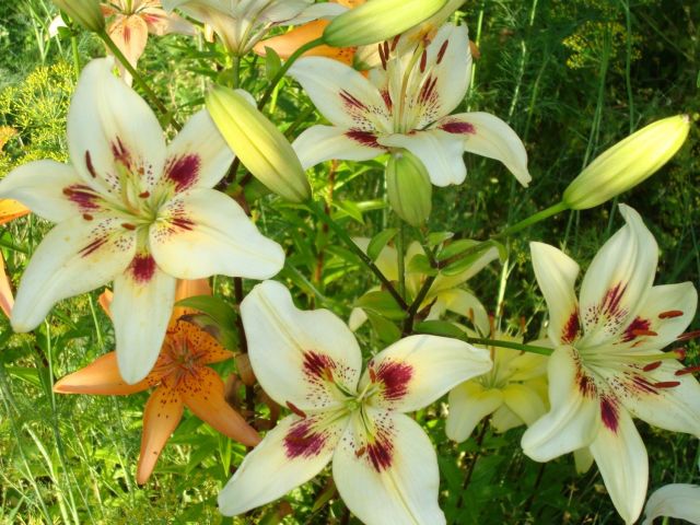 ����� ���� Pirina