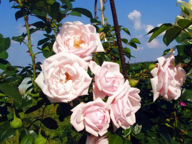 ����� ���� Melissa officinalis